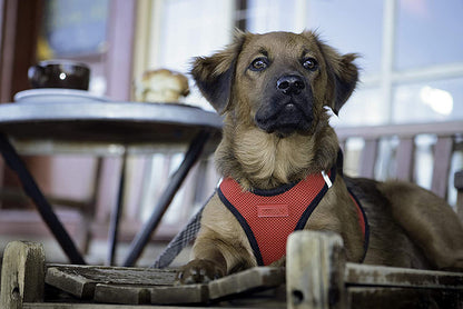 Reflective Air Mesh Yorkie Harness