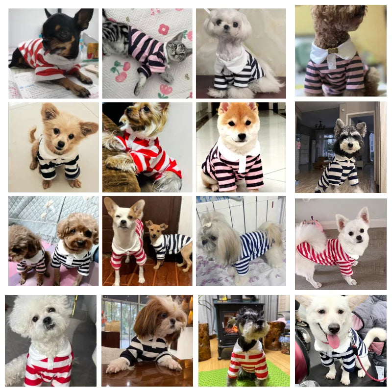 Navy Stripe Polo Dog Shirt