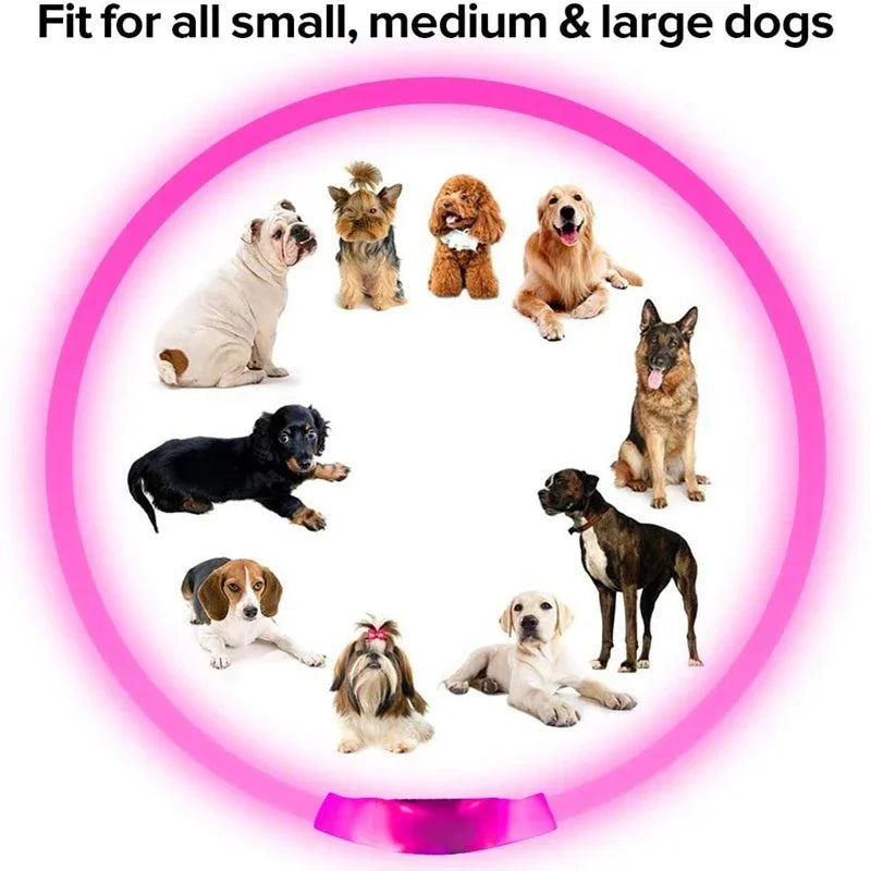 Rechargeable LED Dog Collar
